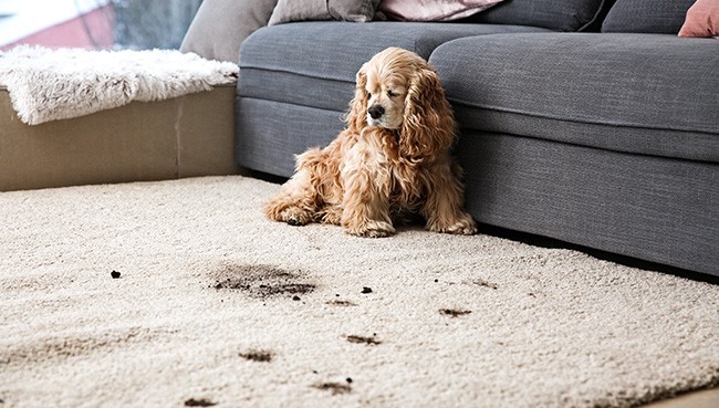 Dirty footprints of Dog on rug | Wellston Decorating Center, Inc.